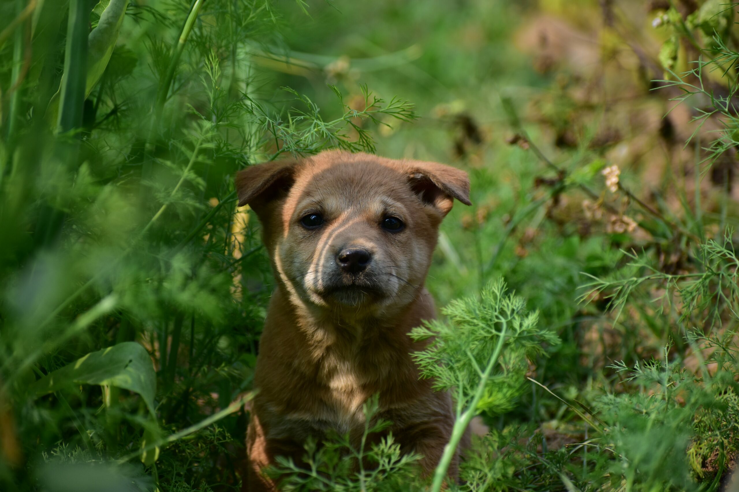 brauner Hund im Gras