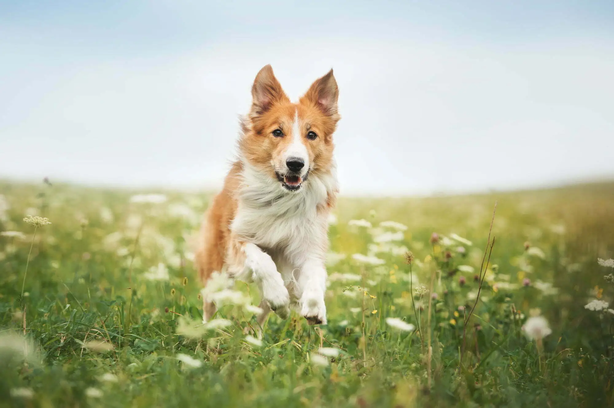 Preview image published by vital-hundefutter.de