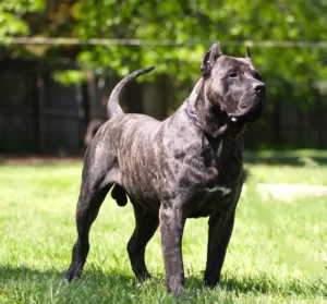 Presa Canario gestromt Wiese