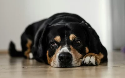 kranker Hund mit traurigem Blick liegt auf dem Fußboden