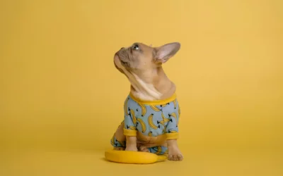 Hund mit Banane und Bananenshirt
