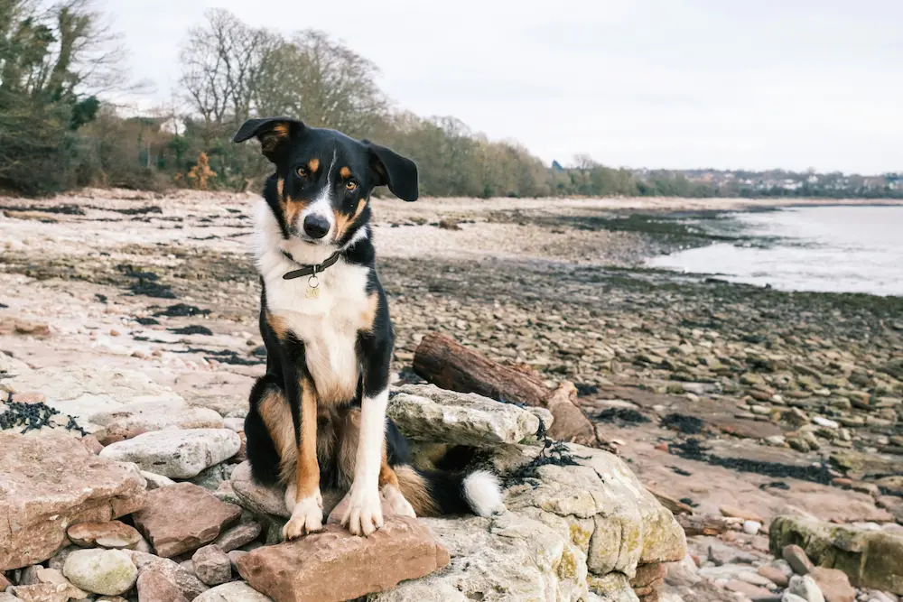 Hund macht Sitz auf Steinhaufen