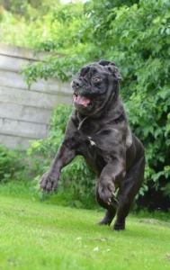 Mastino Napoletano im Garten