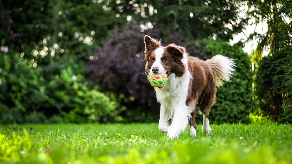 Hund rennt mit Ball im Maul