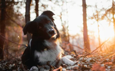 Hund liegt im Wald und schaut in Kamera