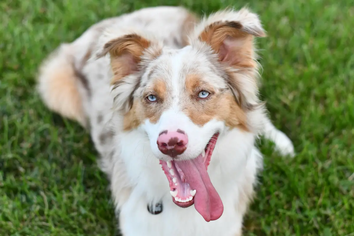 Australian Shepherd Rasse