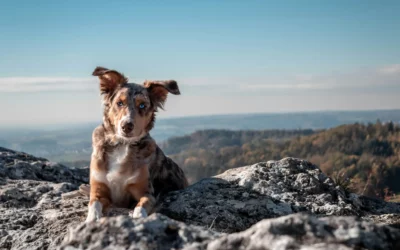 Hunderasse Australian Shepherd