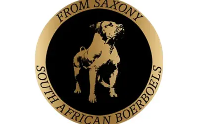 Saxony Boerboels SOUTH AFRICAN BOERBOELS AUS DER OBERLAUSITZ/SACHSEN