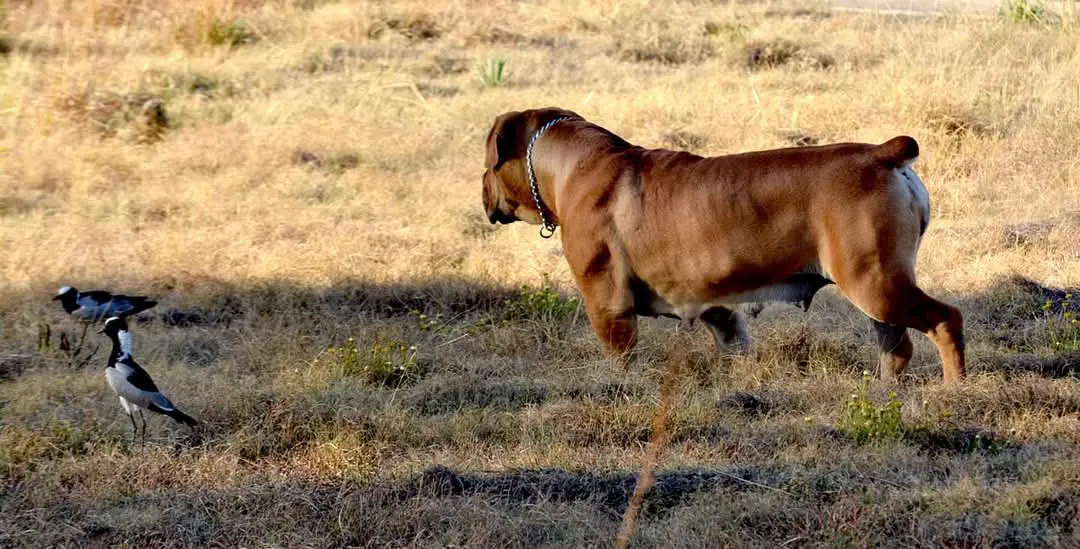 Rasseporträt Boerboel Rasseporträt Boerboel