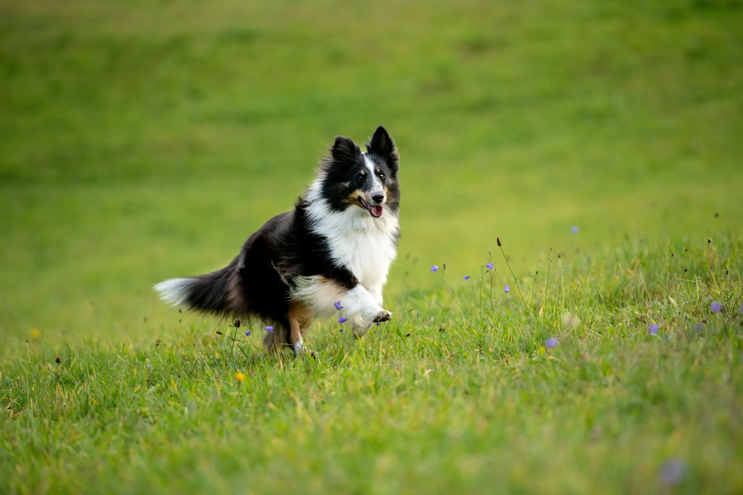 Border Collie Wiese Border Collie Wiese