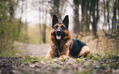 Deutscher Schäferhund