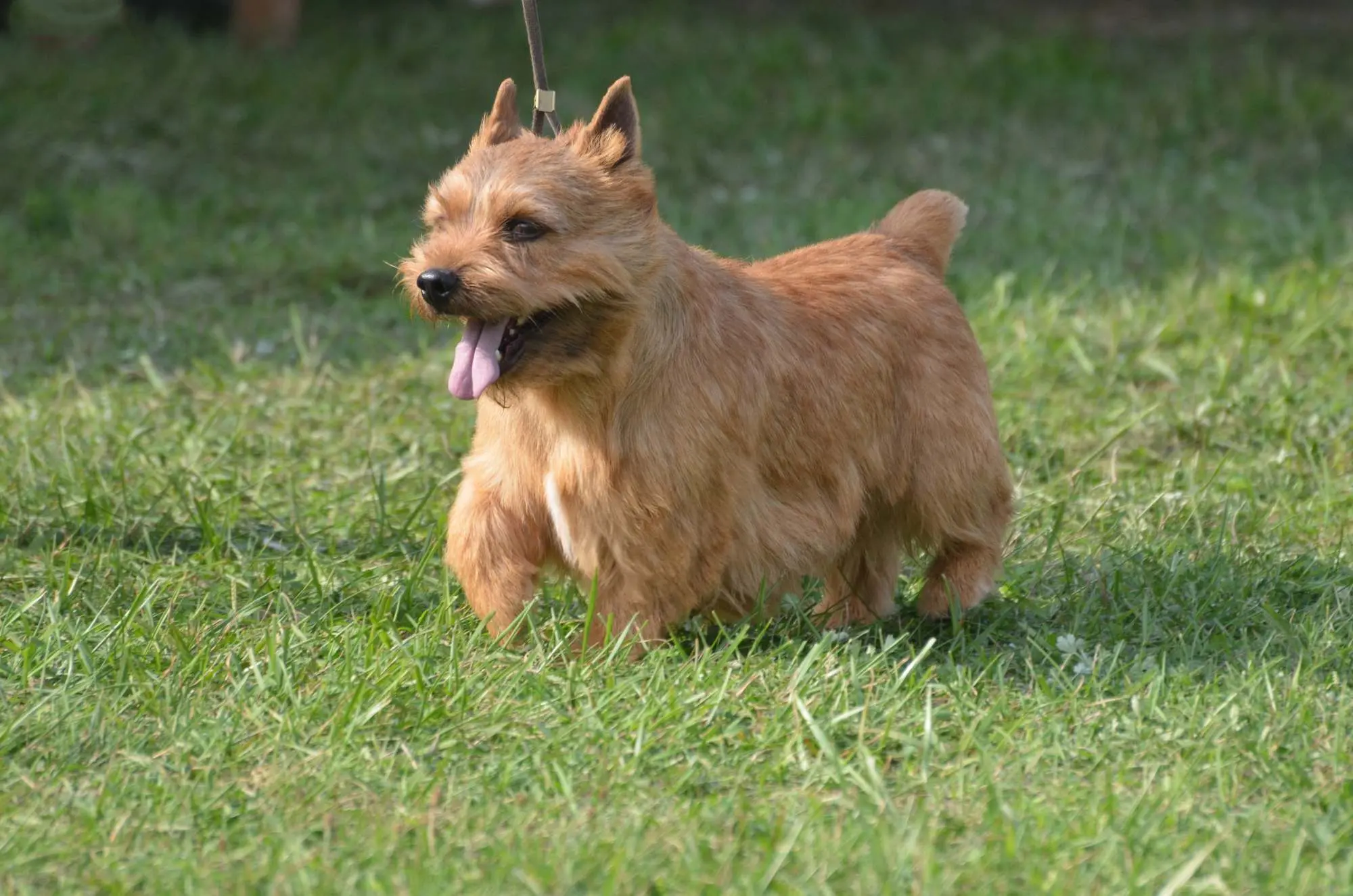 Glen of Imaal Terrier