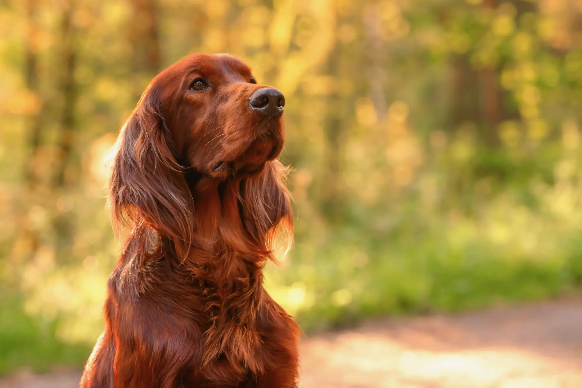 Irish Red Setter