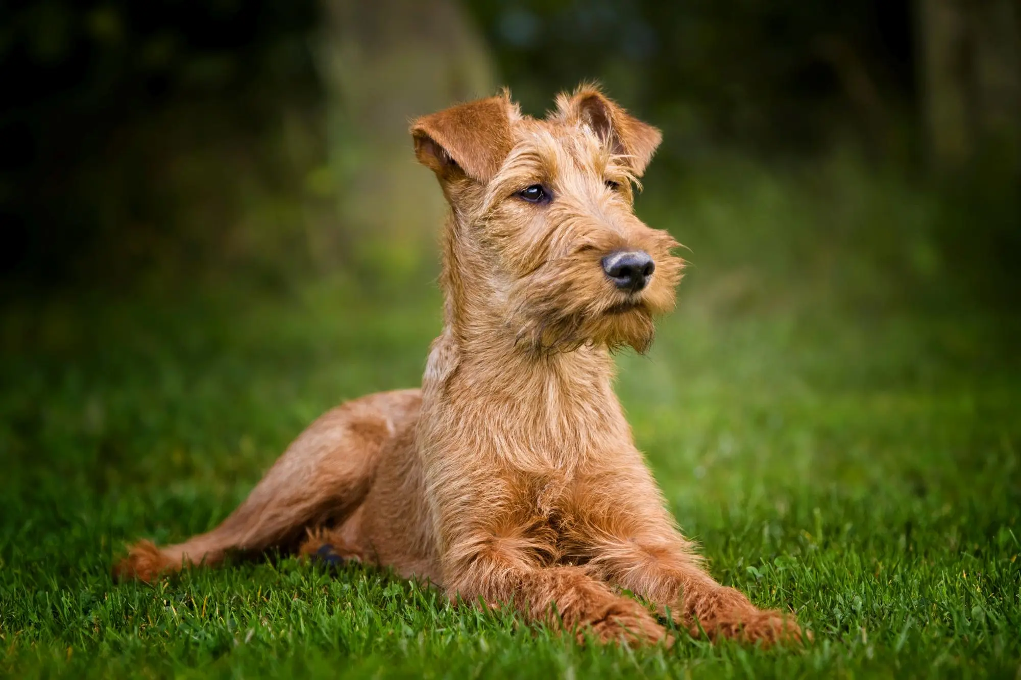 Irish Terrier