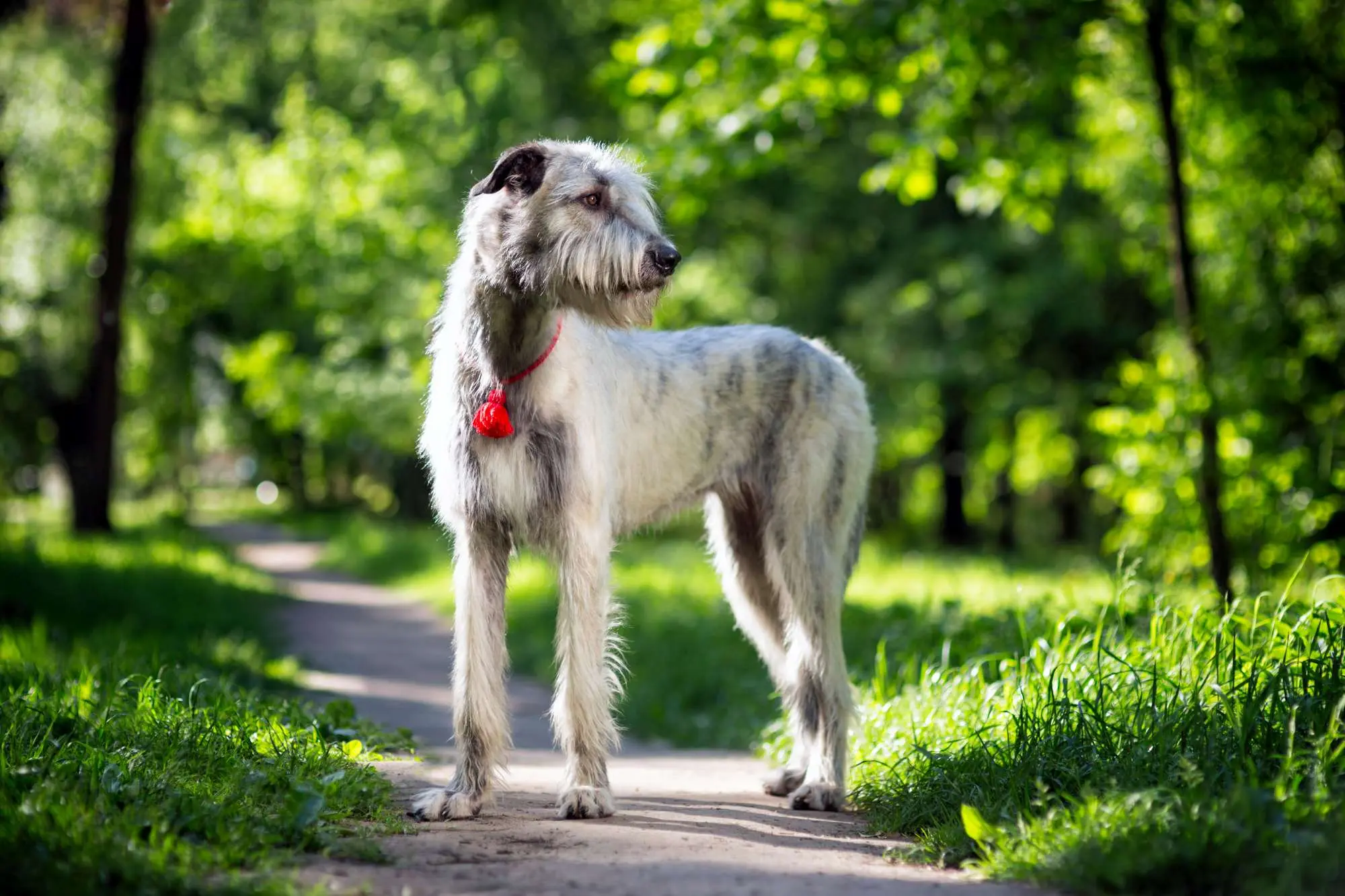 Irish Wolfhound