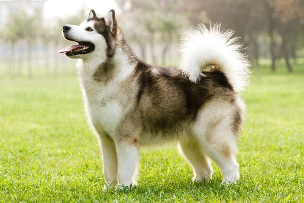Alaskan-Klee-Kai-aufmerksam-durch-REICO Alaskan-Klee-Kai-aufmerksam-durch-REICO