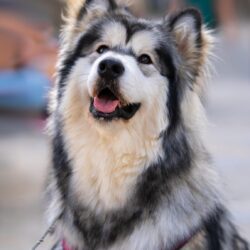 Alaskan_Klee_Ka_REICO_Leckerli Alaskan_Klee_Ka_REICO_Leckerli